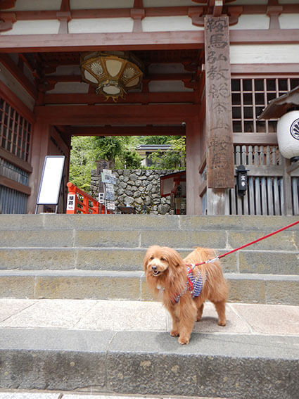 鞍馬寺の麓の門前にいる犬。