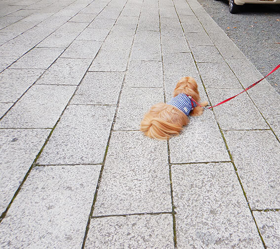 ストライキする犬。