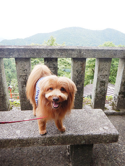 鞍馬山の山頂にいる犬