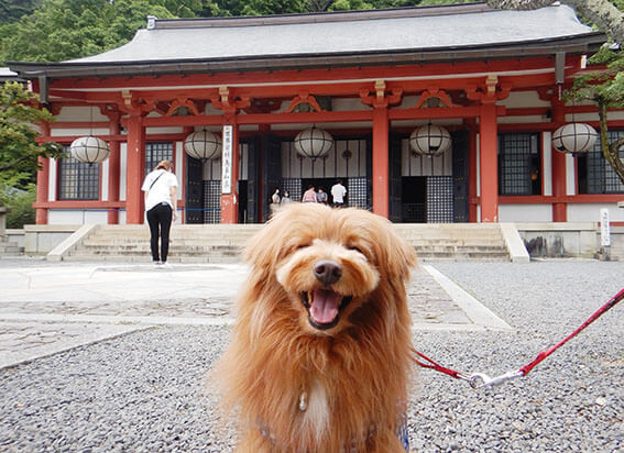 鞍馬山寺と犬