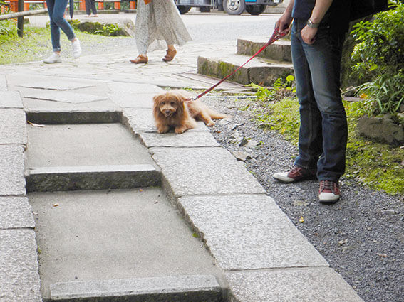 ストライキする犬