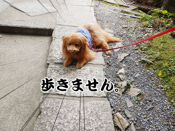 ストライキする犬