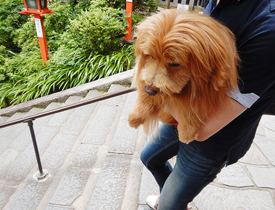 抱っこされる犬