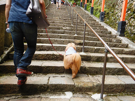 階段をのぼる犬の後ろ姿