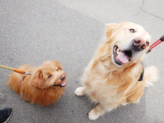 ゴールデンレトリバーとMIX犬