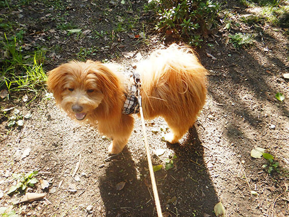 立ち止まる犬
