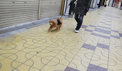 商店街を歩く犬