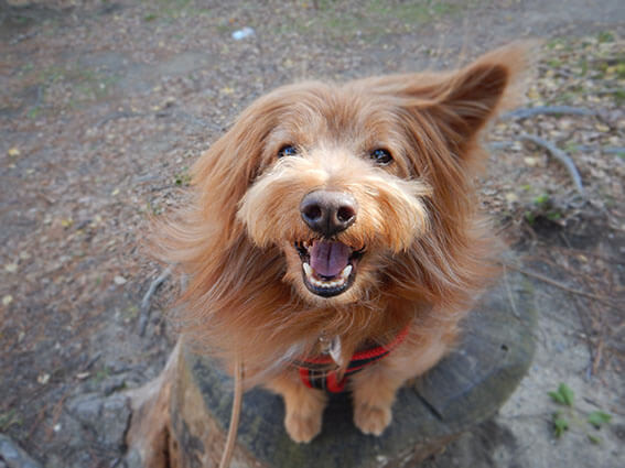 片耳が立っている犬