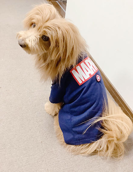 子供服を着た犬