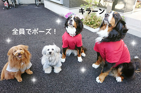 子供服を着た犬