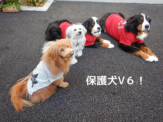 子供服を着た犬