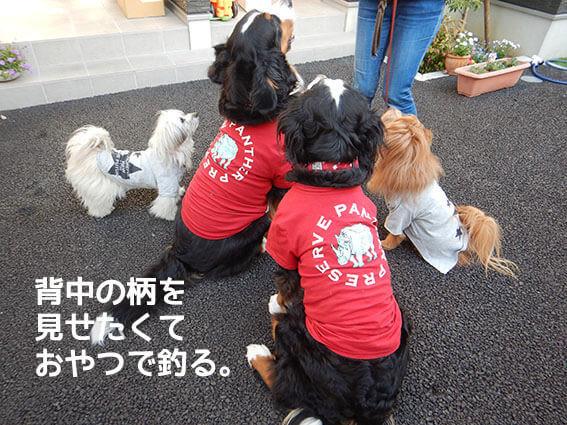 子供服を着た犬