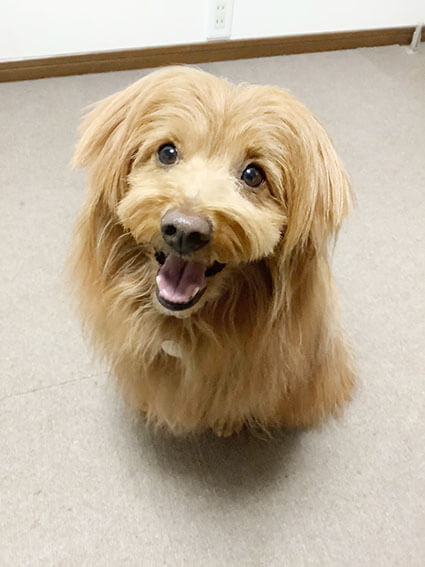 ニコニコしてる犬