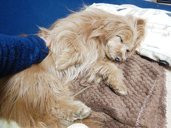お腹を見せてる犬