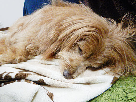 眠そうな犬