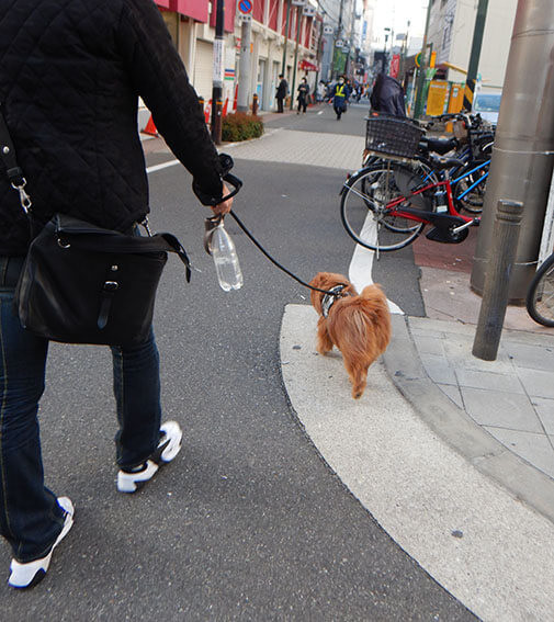 街中を歩く犬