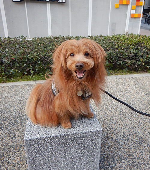 台の上に乗る犬