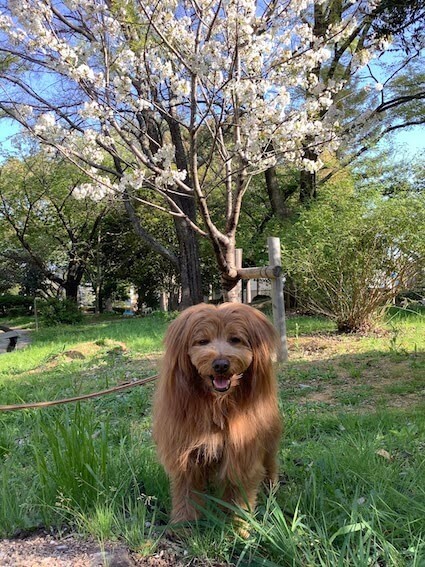 桜の前で笑顔の犬