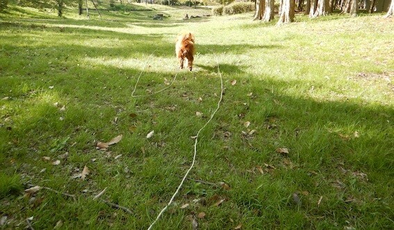 ロングリードを付けてボール遊びする犬