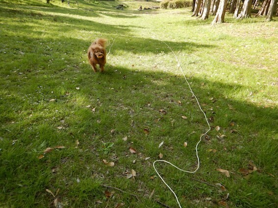 ロングリードを付けてボール遊びする犬