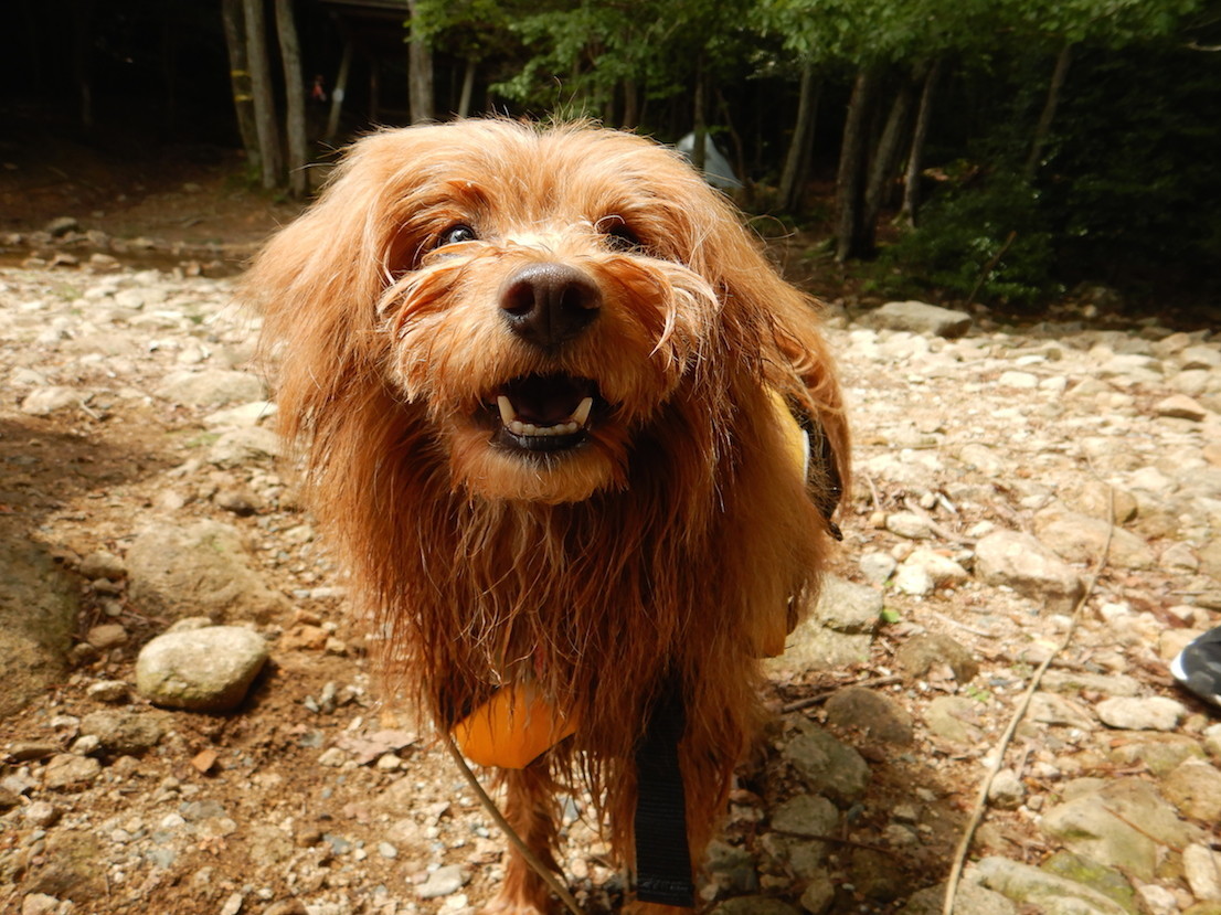 ライフジャケットをつけた犬