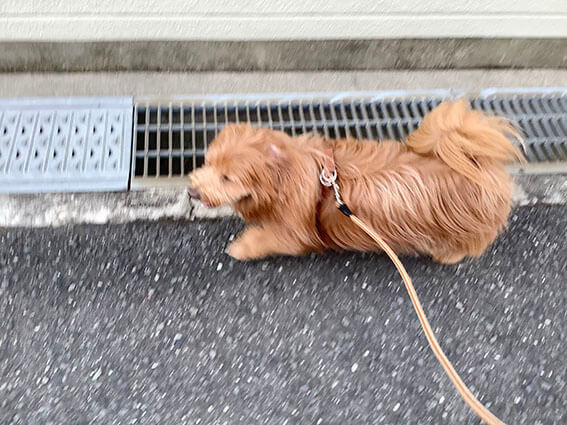 足早に歩く犬