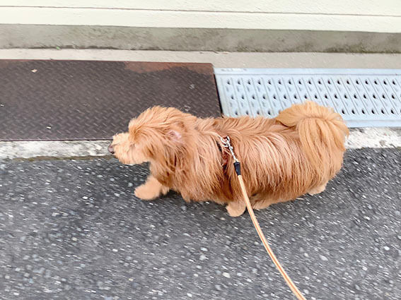 早く歩く犬