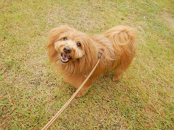 笑顔で見上げる犬