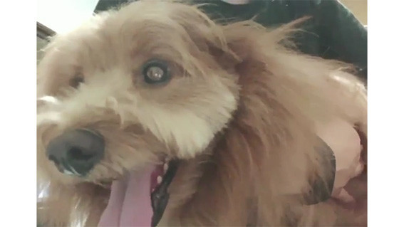 雷に怯える犬