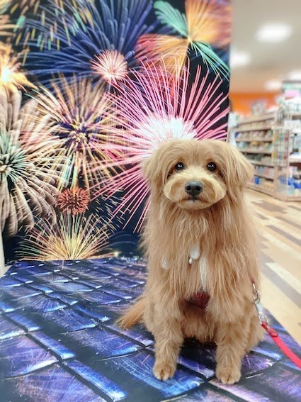 花火のパネルの前におすわりする犬