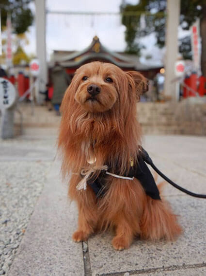 紋付袴を着ている犬