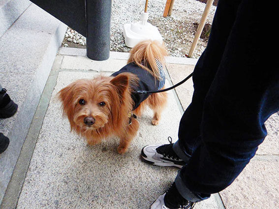 初詣する犬