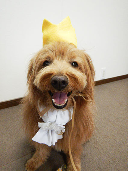 誕生日を祝われる犬