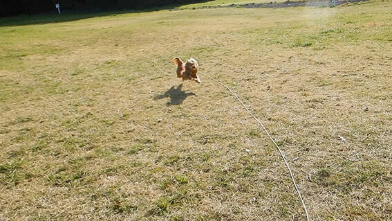 芝生で走る犬