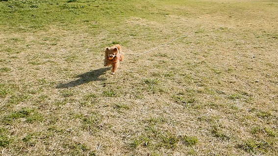 こっちに向かって走ってくる犬