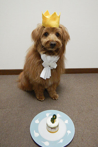 誕生日ケーキを前にする犬