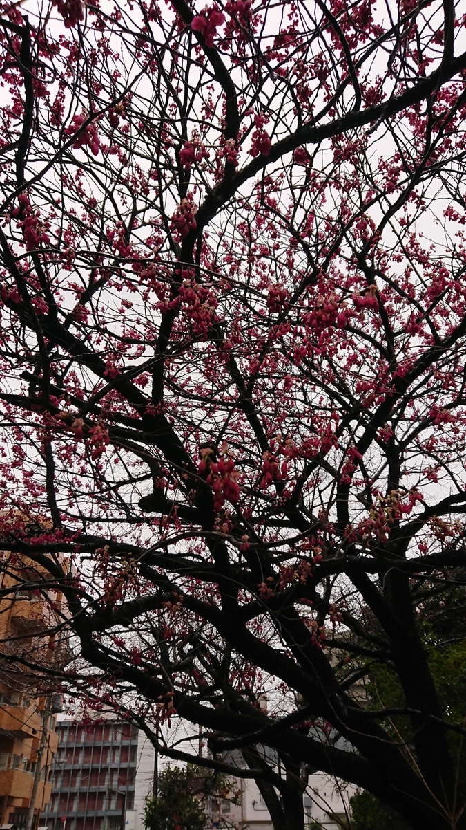 f:id:chakachi:20190611192425j:plain:w200 f:id:chakachi:20190611192425j:plain:w200