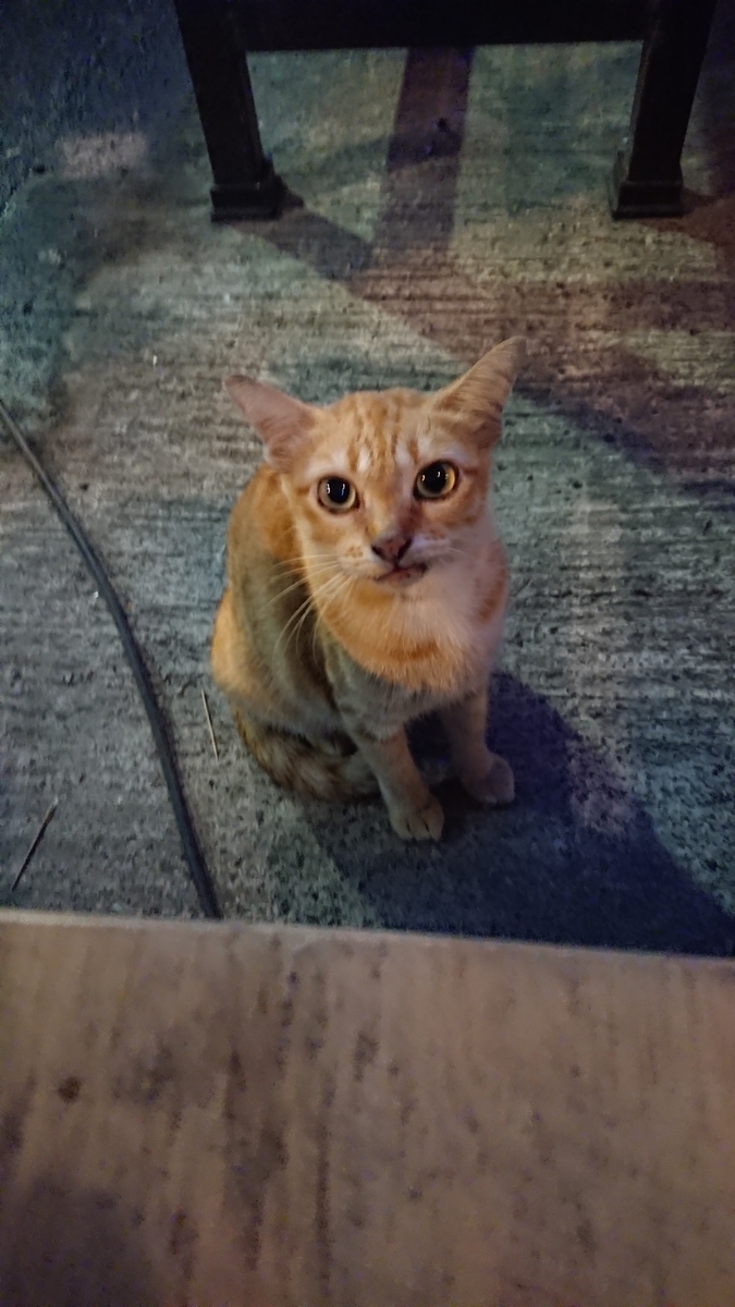 f:id:chakachi:20191108152928j:plain:w200