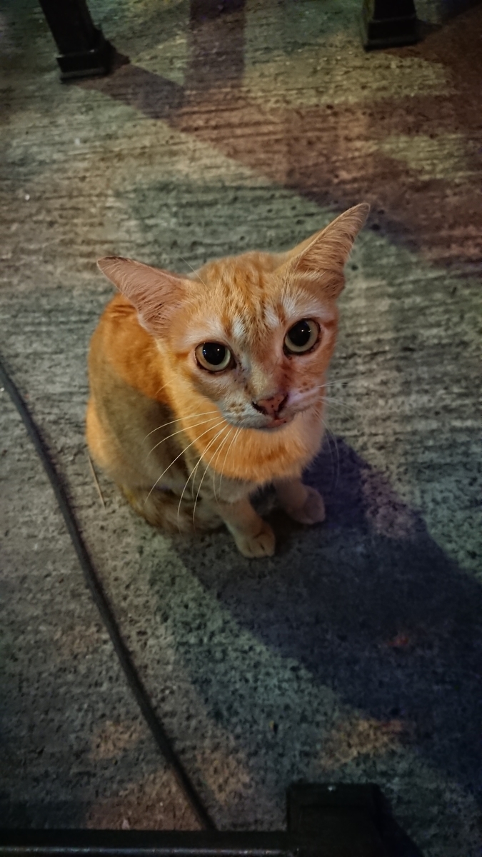 f:id:chakachi:20191108152950j:plain:w200