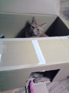 きーちゃん絶叫 白血病ウィルスよ お手柔らかに Love Of Cats 猫たちからのギフト