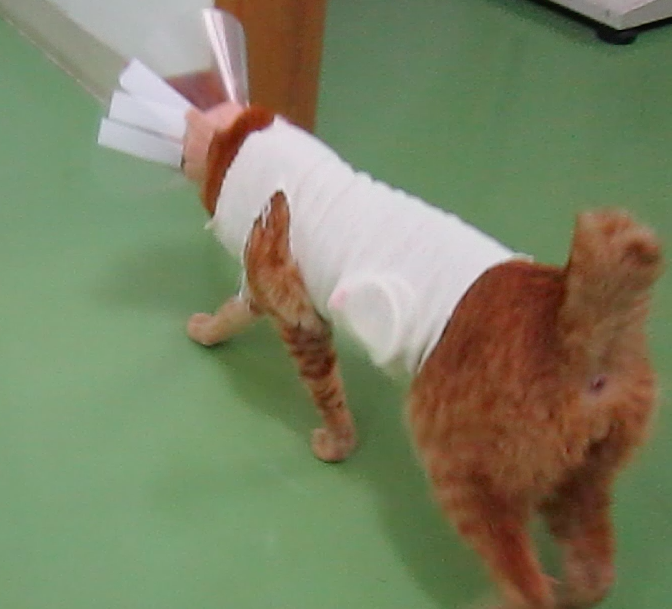 手作り軽量エリザベスカラー Love Of Cats 猫たちからのギフト