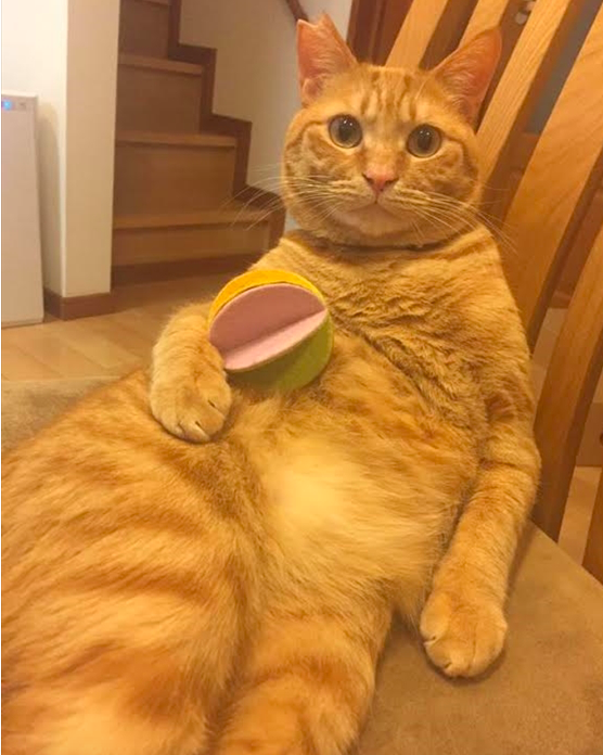 f:id:chakibineo0316:20180820114538p:plain f:id:chakibineo0316:20180820114538p:plain