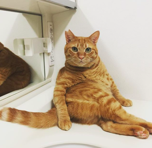 f:id:chakibineo0316:20180820123006p:plain f:id:chakibineo0316:20180820123006p:plain