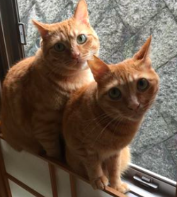 f:id:chakibineo0316:20180820123009p:plain f:id:chakibineo0316:20180820123009p:plain