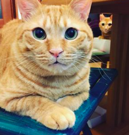 f:id:chakibineo0316:20180820123011p:plain f:id:chakibineo0316:20180820123011p:plain