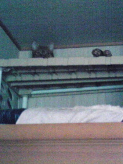 f:id:chakibineo0316:20190407132149j:plain
