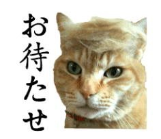 f:id:chakibineo0316:20210324180741p:plain