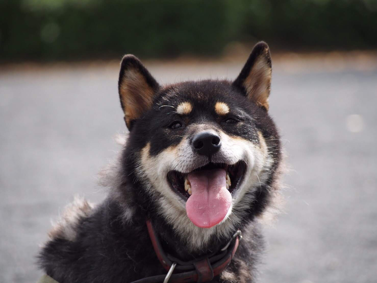 f:id:chako-biyori:20200509173236j:plain