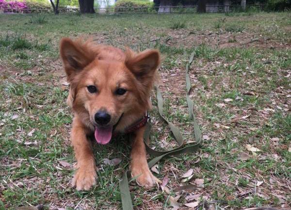 f:id:chako-biyori:20200510103154j:plain