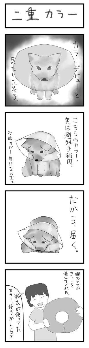 f:id:chako-biyori:20200613093814j:plain